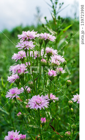 Close up of fresh white aster flowers with yellow center in outdoor plantation. 139723998