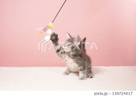 ピンクバックと猫じゃらしで遊ぶメインクーンの仔猫 139724017
