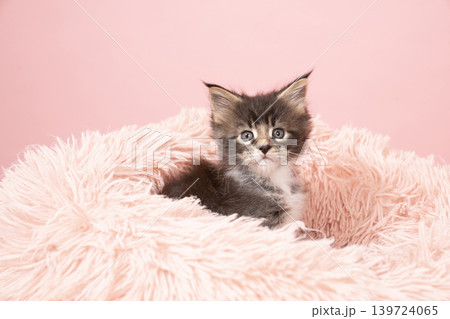 ピンクバックとベッドに入ったメインクーンの仔猫 139724065
