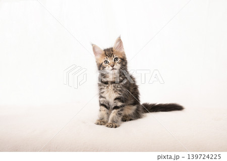 白バックと鉢カバーに入ったメインクーンの仔猫 白バックと鉢カバーに入ったメインクーンの仔猫 139724225