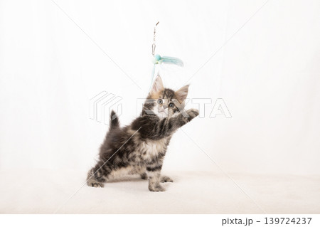 白バックと猫じゃらしで遊ぶメインクーンの仔猫 白バックと猫じゃらしで遊ぶメインクーンの仔猫 139724237
