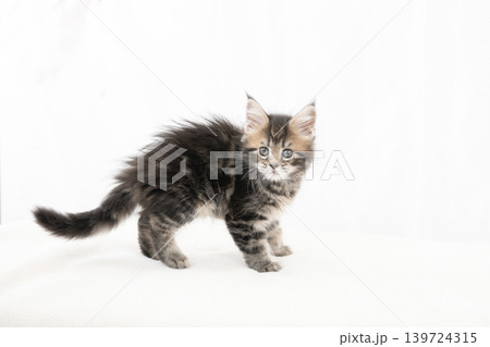 白バックとメインクーンの仔猫 139724315