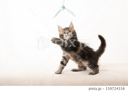 白バックと猫じゃらしで遊ぶメインクーンの仔猫 白バックと猫じゃらしで遊ぶメインクーンの仔猫 139724316