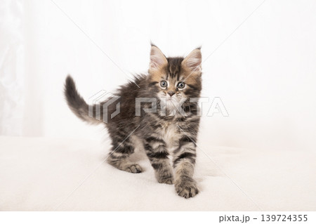 白バックとメインクーンの仔猫 白バックとメインクーンの仔猫 139724355
