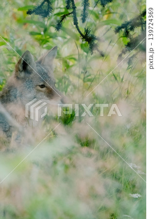 アメリカのオオカミ#8 アメリカのオオカミ#8 139724369