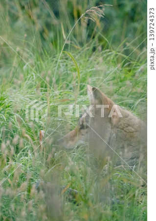 アメリカのオオカミ#4 アメリカのオオカミ#4 139724373