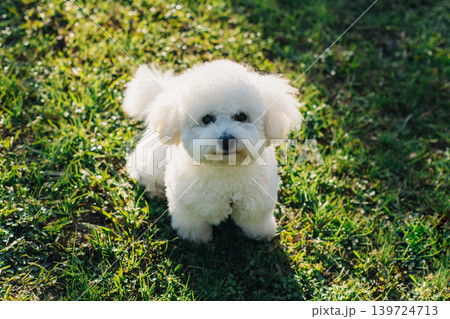 Cute Bichon Frise puppy on a green grass walking in a park. Cute Bichon Frise puppy on a green grass walking in a park. 139724713