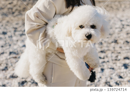 Cute Bichon Frise puppy in the hands of the owner. Cute Bichon Frise puppy in the hands of the owner. 139724714