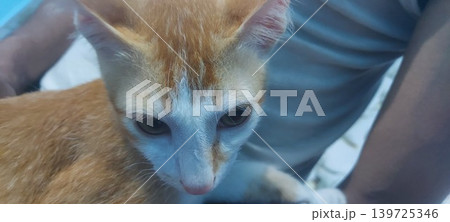 Close-up of an orange and white kitten's face with domestic cat, pet care 139725346