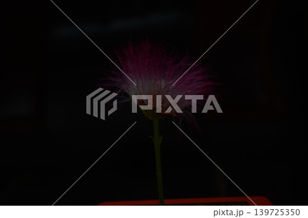 Delicate pink and white persian silk tree flower with stamens extended, isolated Delicate pink and white persian silk tree flower with stamens extended, isolated 139725350
