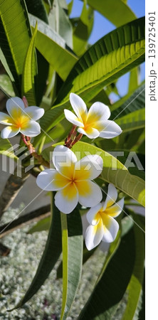 Frangipane Plumeria Flowers in the Sun Frangipane Plumeria Flowers in the Sun 139725401