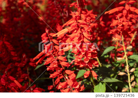 Vibrant Red Salvia Flowers in Sunny Garden 139725436