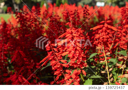 Vibrant Red Salvia Flowers in Sunlit Garden 139725437