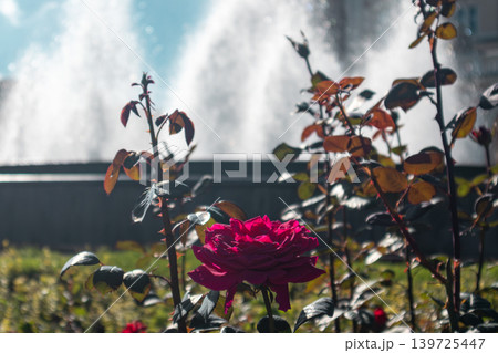 Vibrant Rose in Front of Water Fountain Vibrant Rose in Front of Water Fountain 139725447