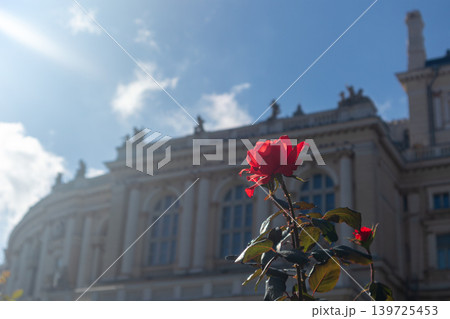 Red Rose in Front of Historic Building Red Rose in Front of Historic Building 139725453
