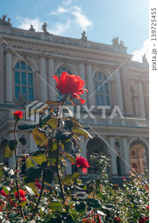 Red Rose in Front of Historic European Palace Red Rose in Front of Historic European Palace 139725455