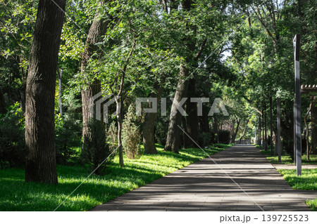 Sunlit Tree-lined Path Through Lush Green Park Sunlit Tree-lined Path Through Lush Green Park 139725523