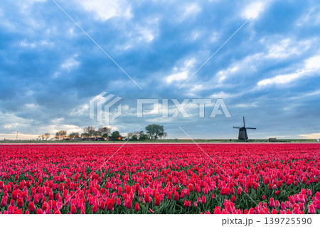 Landscape from an windmill whit bueatiful Tulips Landscape from an windmill whit bueatiful Tulips 139725590