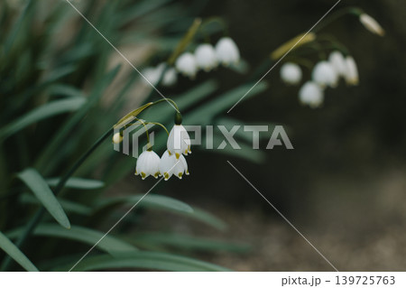 Beautiful flowers of Spring snowflake (Leocojum vernum) in a spring garden. 139725763