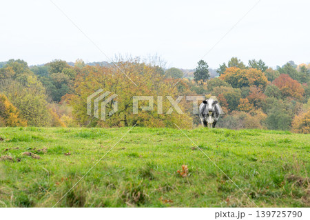An cow on the field 139725790