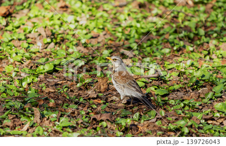 A blackbird on the grass is looking for food 139726043