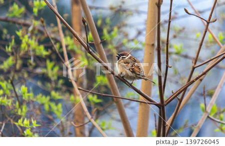 House sparrow, sitting on a branch with its beak wide open 139726045