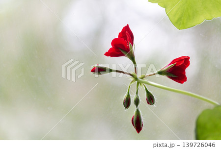 Zonal geranium with red flowers. A horseshoe-shaped geranium. Space for copying. Spring 139726046