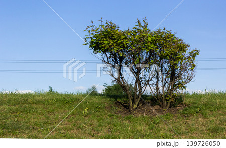 A shrub against a clear blue sky on a bright summer day 139726050