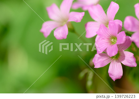 木漏れ日を浴びて鮮やかに咲くカタバミのピンク色の花 木漏れ日を浴びて鮮やかに咲くカタバミのピンク色の花 139726223