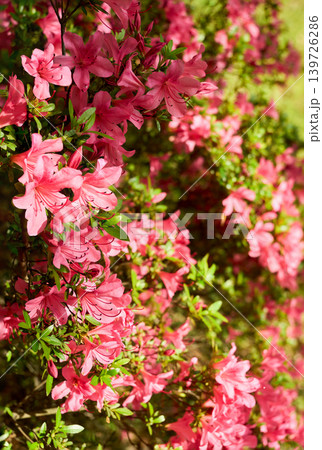 初夏の日差しを浴びて鮮やかに咲くサツキのピンク色の花。手前の花にピント。 139726286