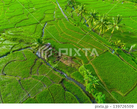 Farmers planting rice in terraced rice fields at sunrise in Indonesia 139726509