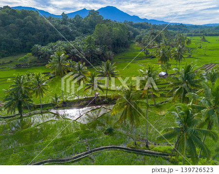 Farmers planting rice in terraced rice fields at sunrise in Indonesia 139726523