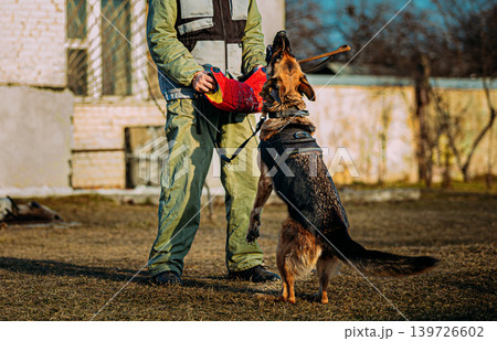German Shepherd biting red sleeve with two handlers outdoors, spring training German Shepherd biting red sleeve with two handlers outdoors, spring training 139726602