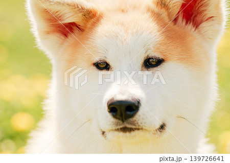 Akita Dog Akita Inu, Japanese Akita Akita Dog Akita Inu, Japanese Akita 139726641
