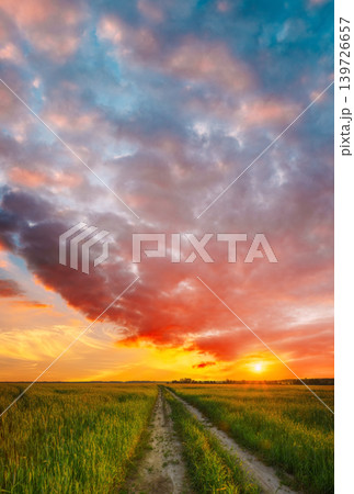 Rural Countryside Road Through Green Wheat Field. Spring Season. Colorful Dramatic Sky At Sunset... Rural Countryside Road Through Green Wheat Field. Spring Season. Colorful Dramatic Sky At Sunset... 139726657
