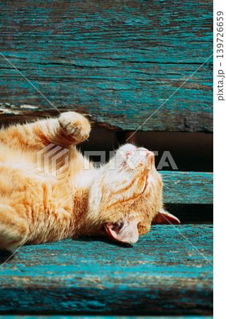 Red Kitten Cat Sleeps On A Bench In Park 139726659