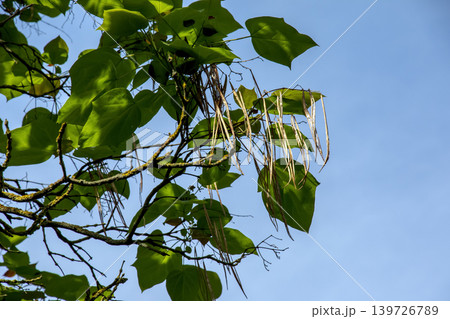 Catalpa bignonioides leaves and hanging seed pods in bright natural sunlight 139726789