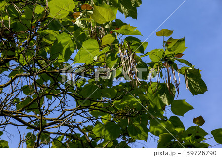 Catalpa bignonioides tree branches with green leaves and seed pods against blue sky 139726790