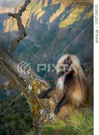 Gelada monkey male sitting on a tree branch in Simien Mountains of Ethiopia Gelada monkey male sitting on a tree branch in Simien Mountains of Ethiopia 139726910