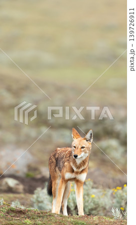 Endangered Ethiopian wolf in Bale Mountains highlands Endangered Ethiopian wolf in Bale Mountains highlands 139726911