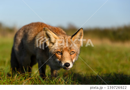 Portrait of a curious red fox standing on green grass in a meadow 139726922