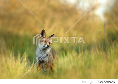 Red fox sitting in a meadow with eyes closed and butterfly on nose 139726923