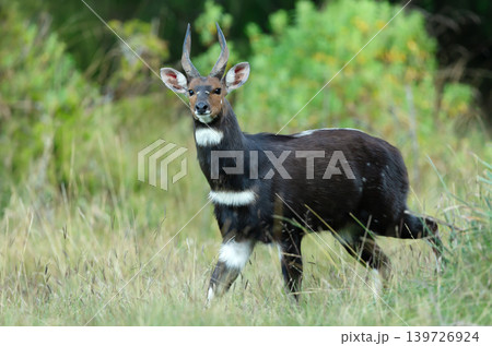 Endemic Menelik's Bushbuck in Bale Mountains National Park Ethiopia Endemic Menelik's Bushbuck in Bale Mountains National Park Ethiopia 139726924