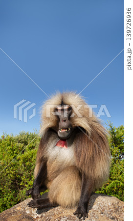 Gelada monkey male sitting on a rock in Simien Mountains of Ethiopia Gelada monkey male sitting on a rock in Simien Mountains of Ethiopia 139726936