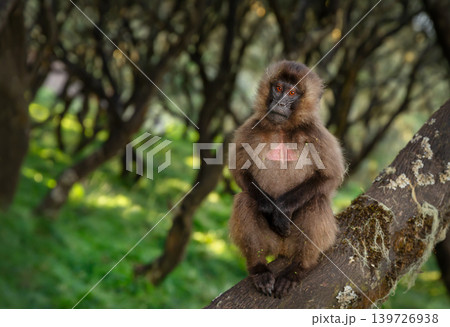 Gelada baboon sitting on tree branch in Simien mountains Ethiopia Gelada baboon sitting on tree branch in Simien mountains Ethiopia 139726938