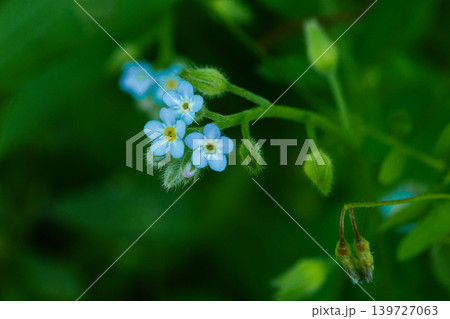 淡い青紫色の小さな花  ムラサキ科キュウリグサの開花 139727063