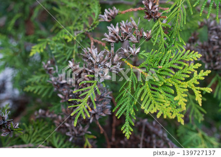 Mature brown cones on an evergreen thuja branch with green needles. A coniferous tree with brown buds. Mature brown cones on an evergreen thuja branch with green needles. A coniferous tree with brown buds. 139727137