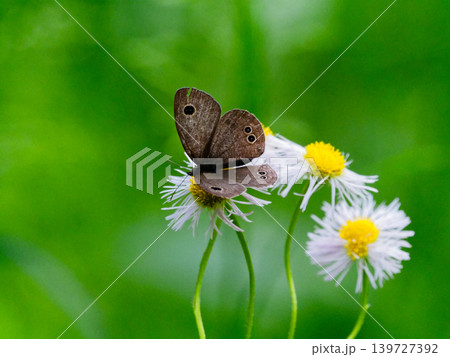 タテハチョウ科ヒメウラナミジャノメ♂の吸蜜 139727392