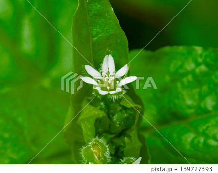 ウシハコベ春を待つ草花 139727393