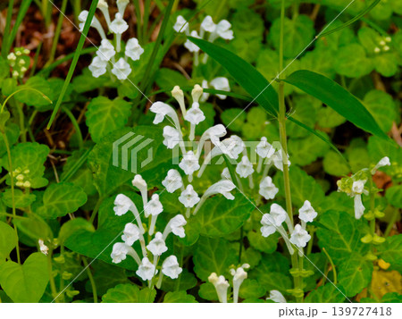 シロバナコバノタツナミの開花 シロバナコバノタツナミの開花 139727418